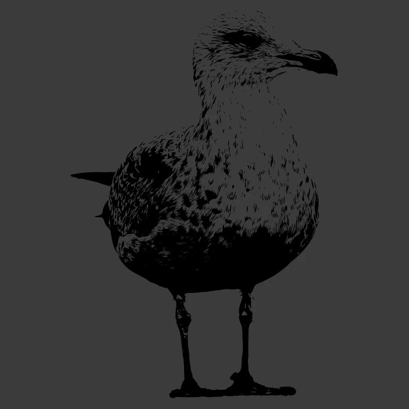 Möwe