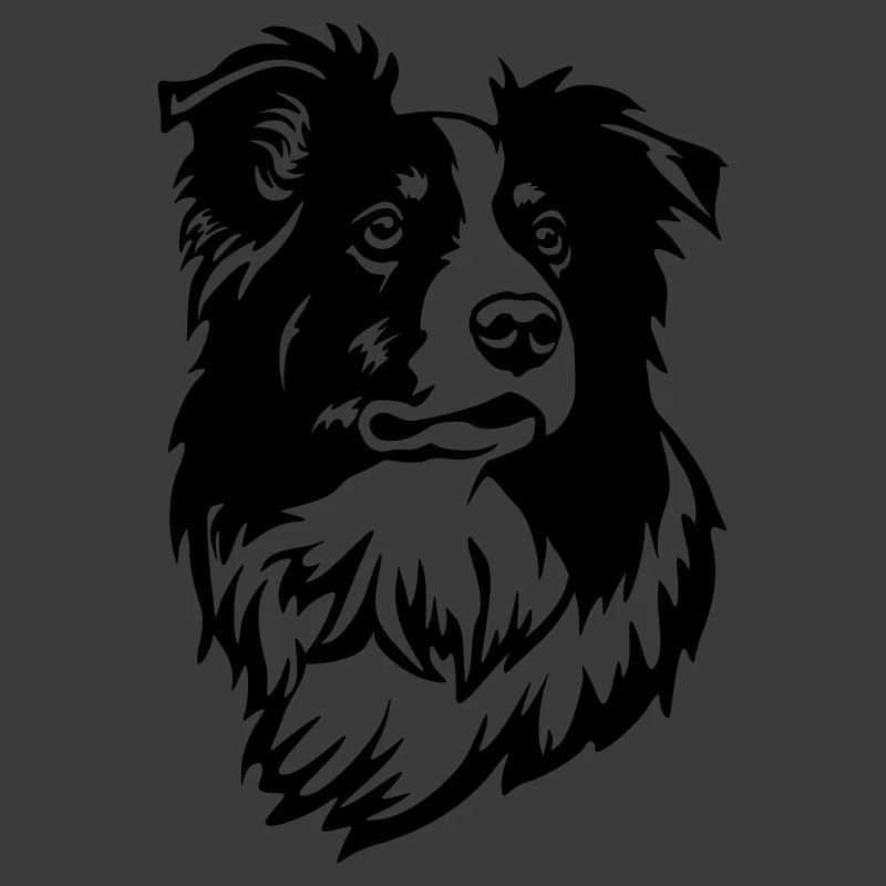 Border Collie Kopf