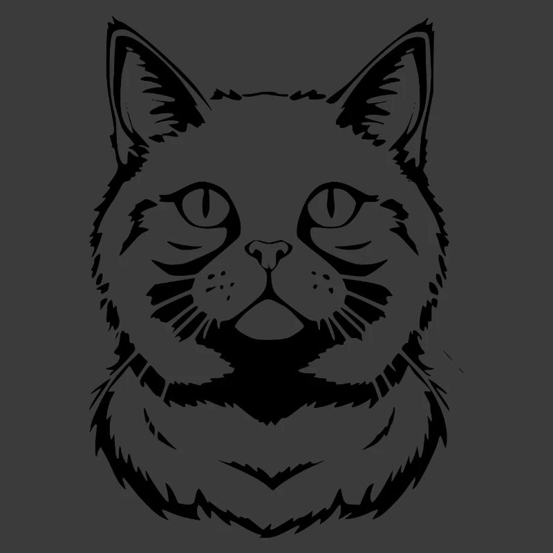 Britisch Kurzhaar Katze schwarz