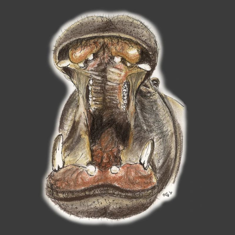Flusspferd Hippo Maul Illustration