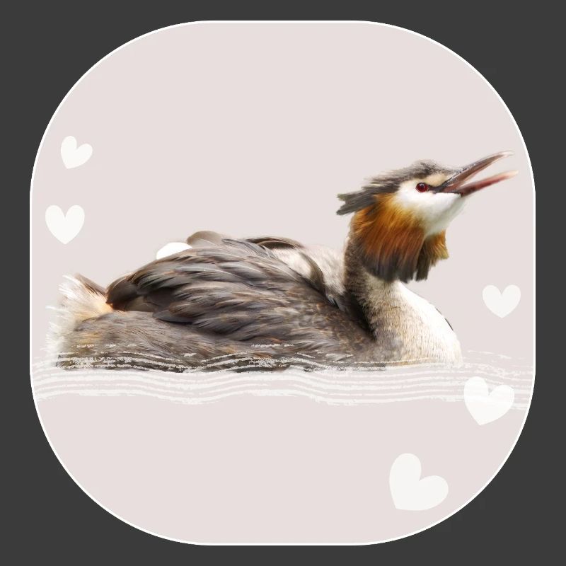 Great crested grebe