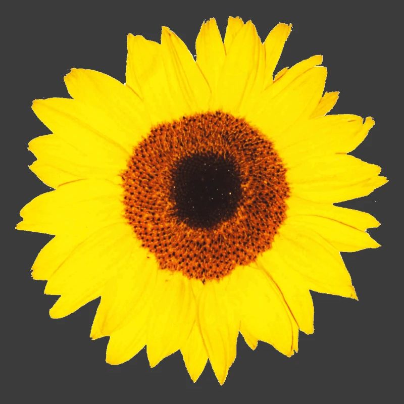 Sonnenblume