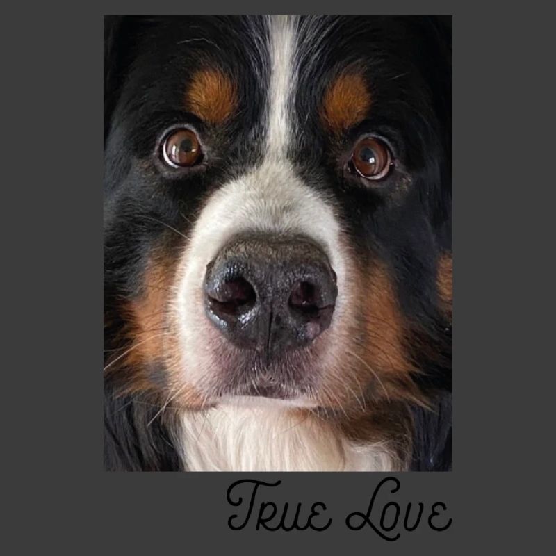 Gesicht Berner Sennenhund