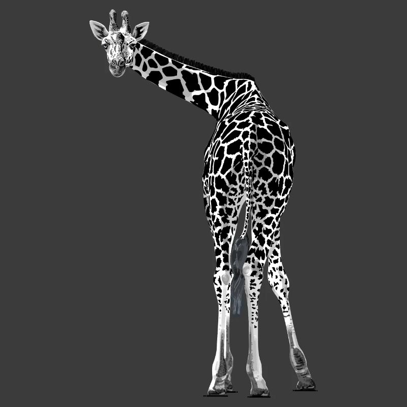 Giraffe grüßt freundlich