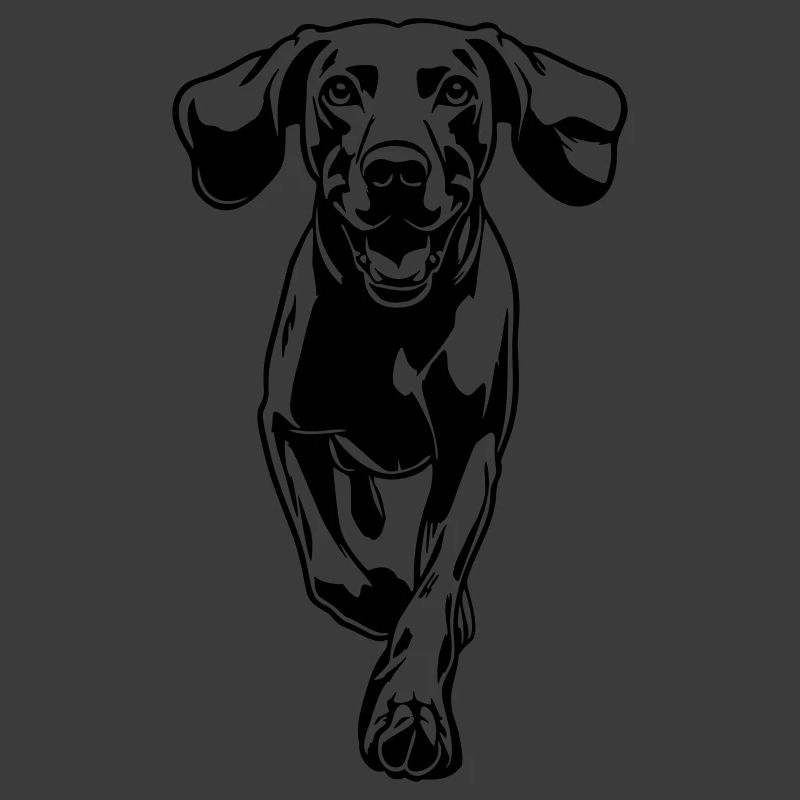 Weimaraner