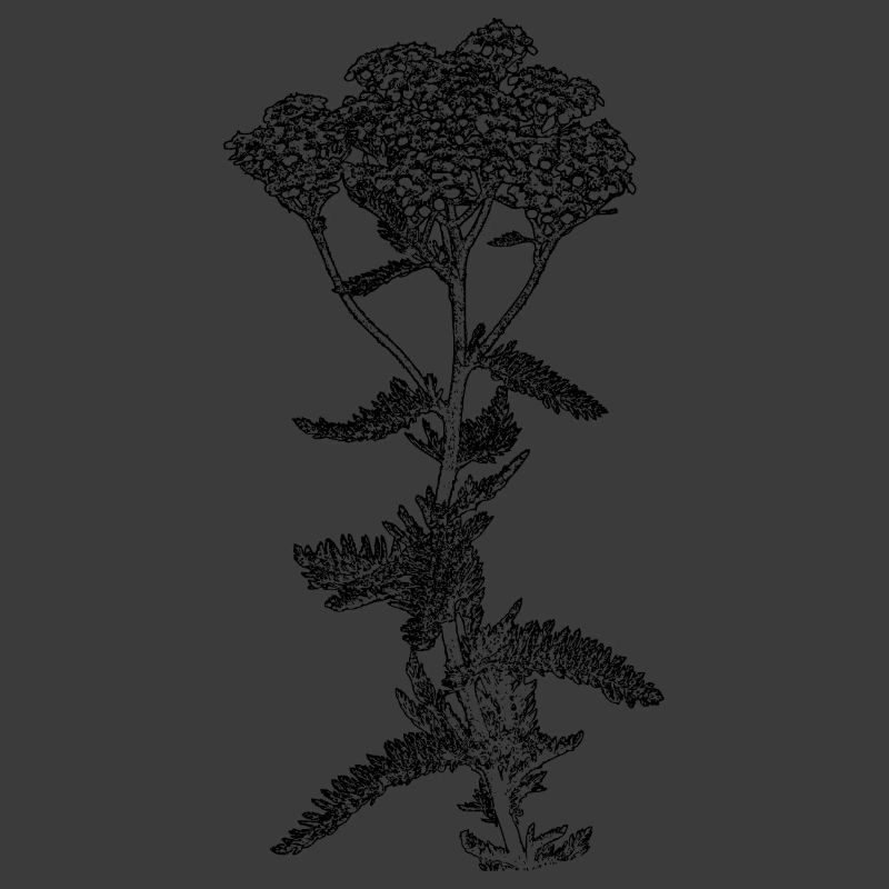 Schafgarbenblume Illustration
