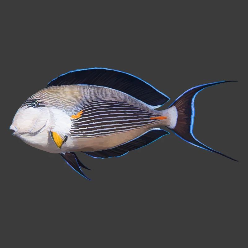 Fish