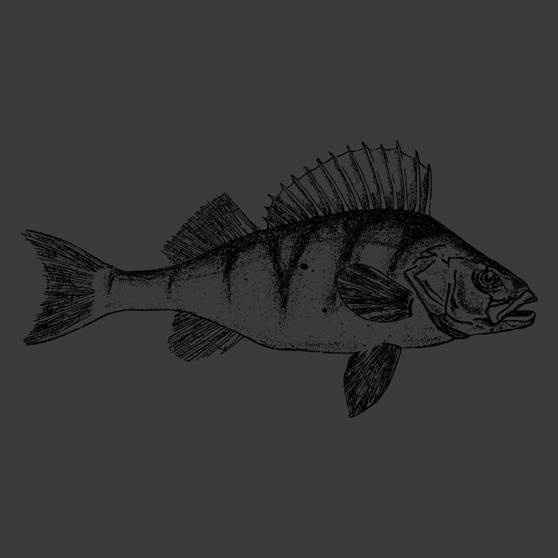 Barsch Perch Motiv