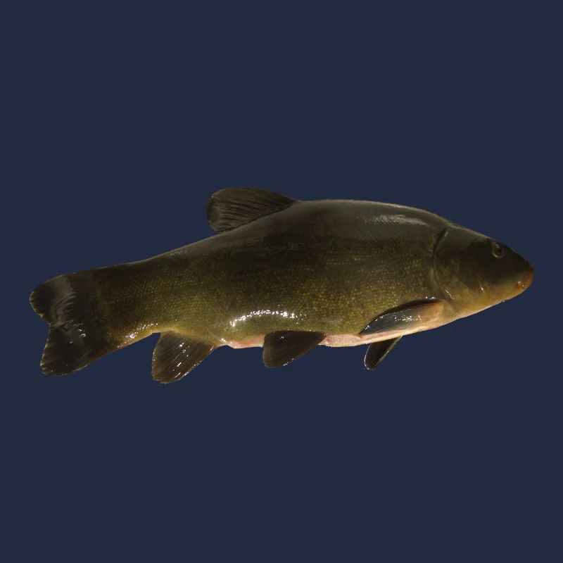 Fisch Schleie