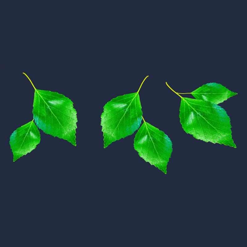 BIRCH ||