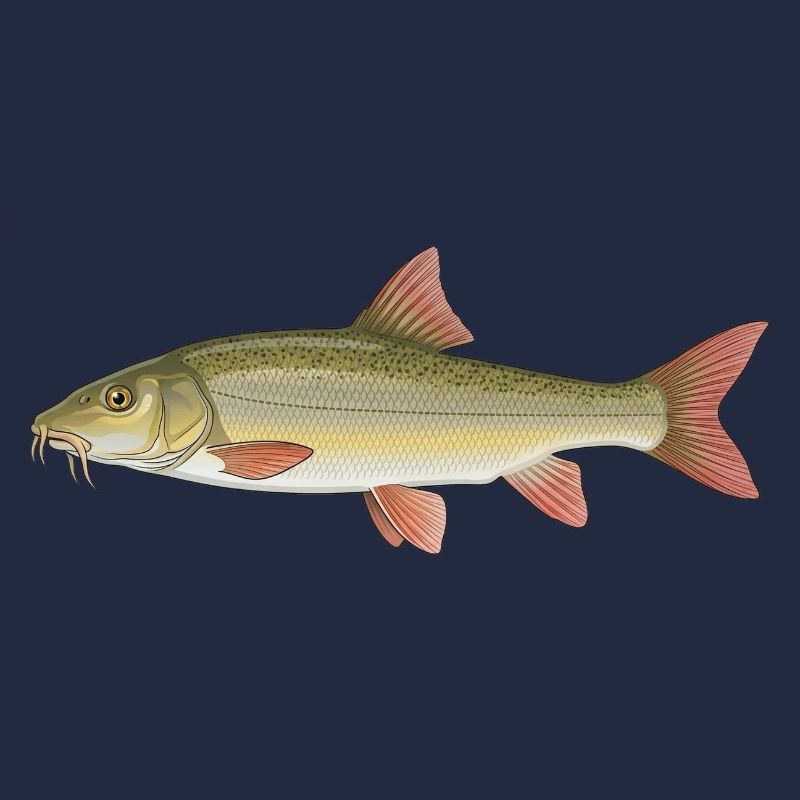 Barbe Angeln Fischen