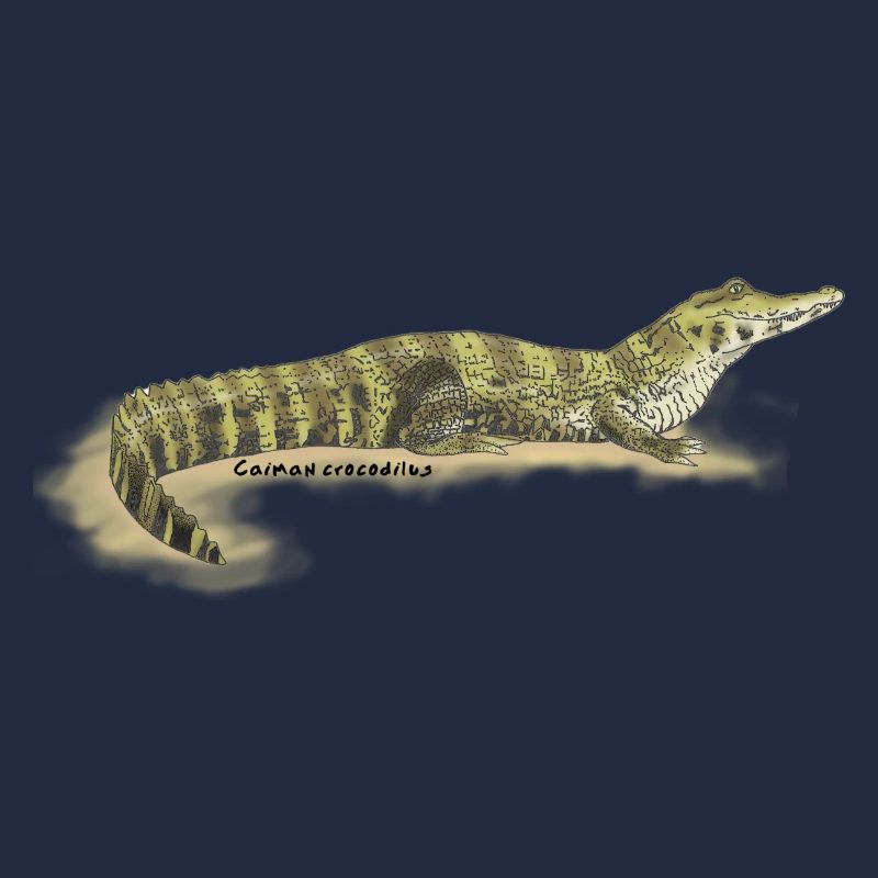 Baba (Caiman crocodilus)