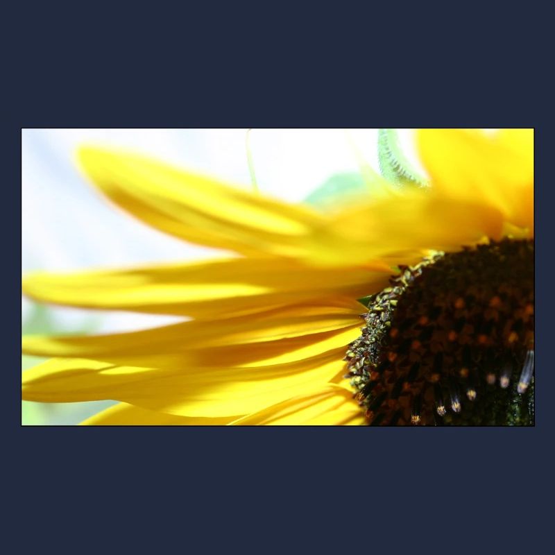 Sonnenblume