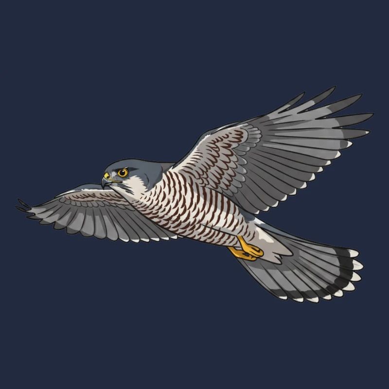 Sperber Greifvogel
