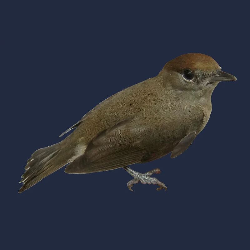 Mönchsgrasmücke Weibchen