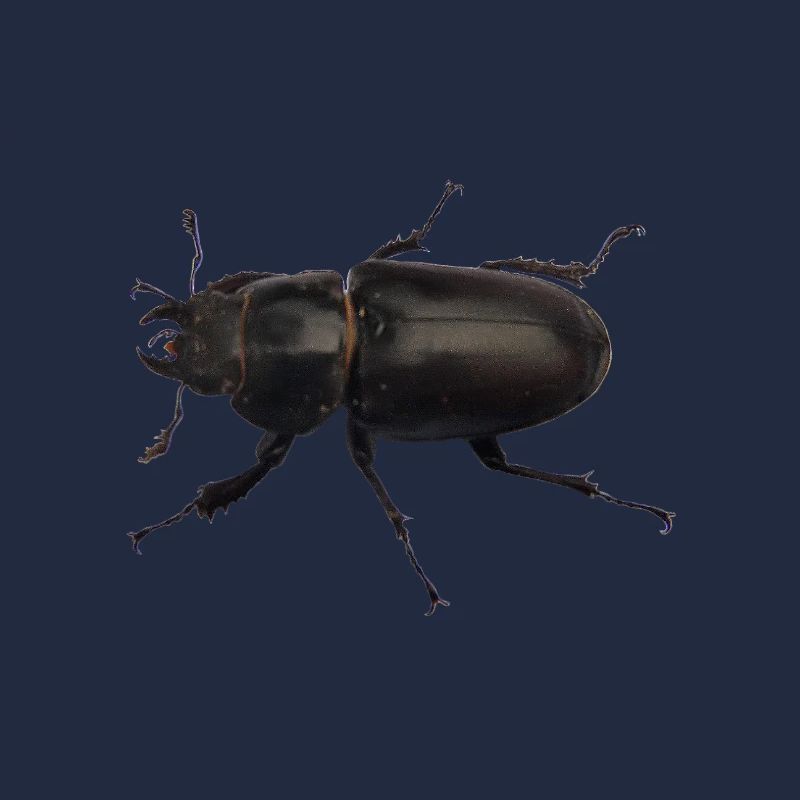 Hirschkäfer Weibchen