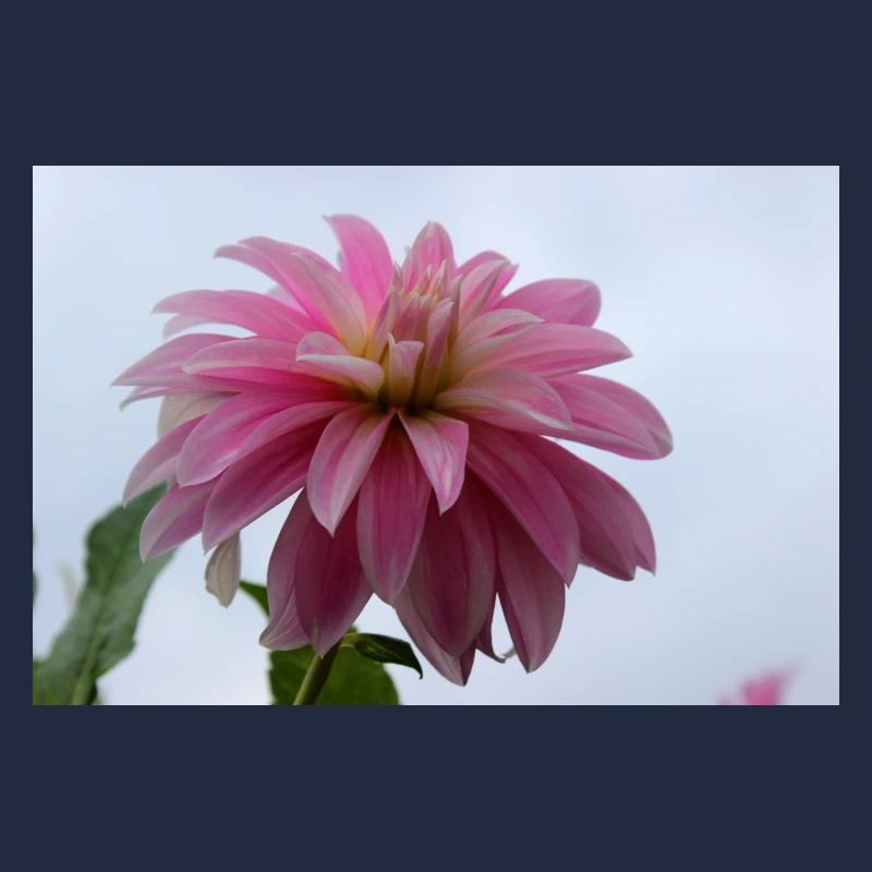 Dahlie pink rosa Blüte ,Blume