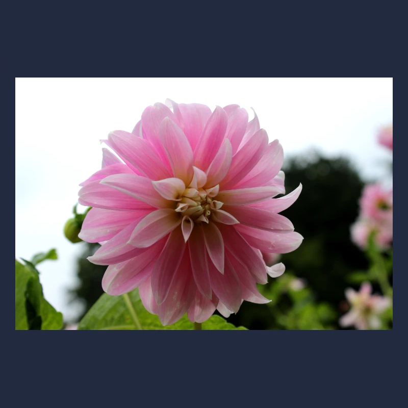 Dahlia rose rose fleur, fleur