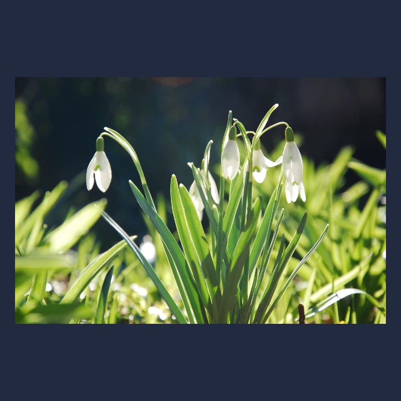 Snowdrop Spring Bloom Design