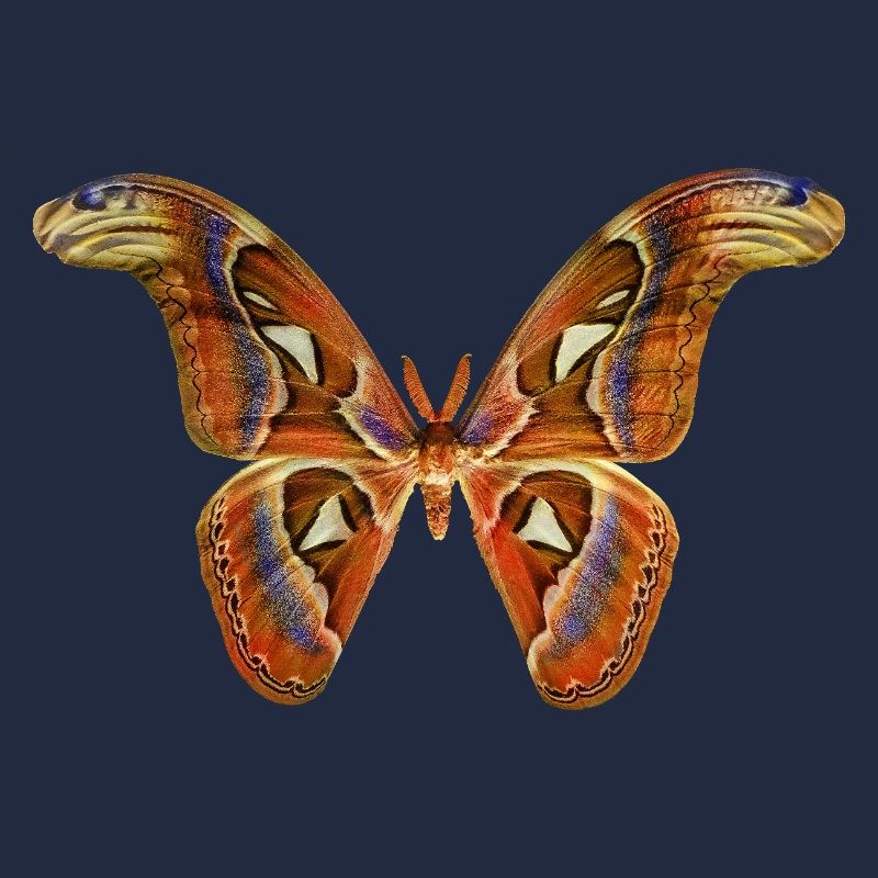 Papillon