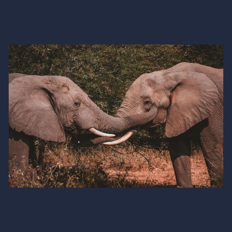 Elephants Intertwining Trunks 