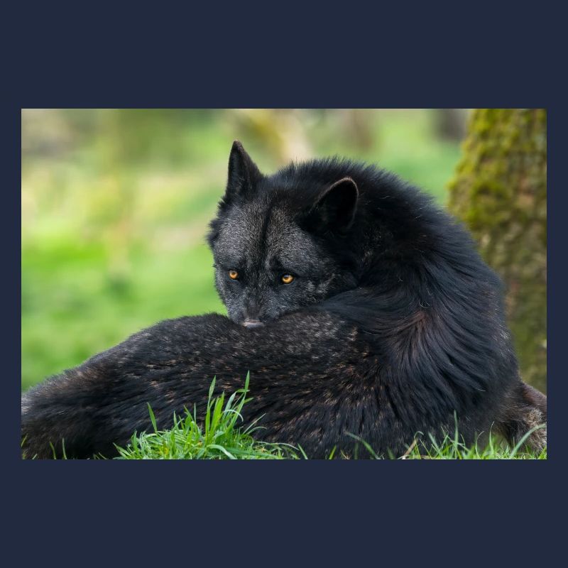 Schwarzer Wolf in Ruhe