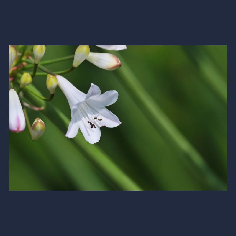 Weiße Lilienblüte Makro