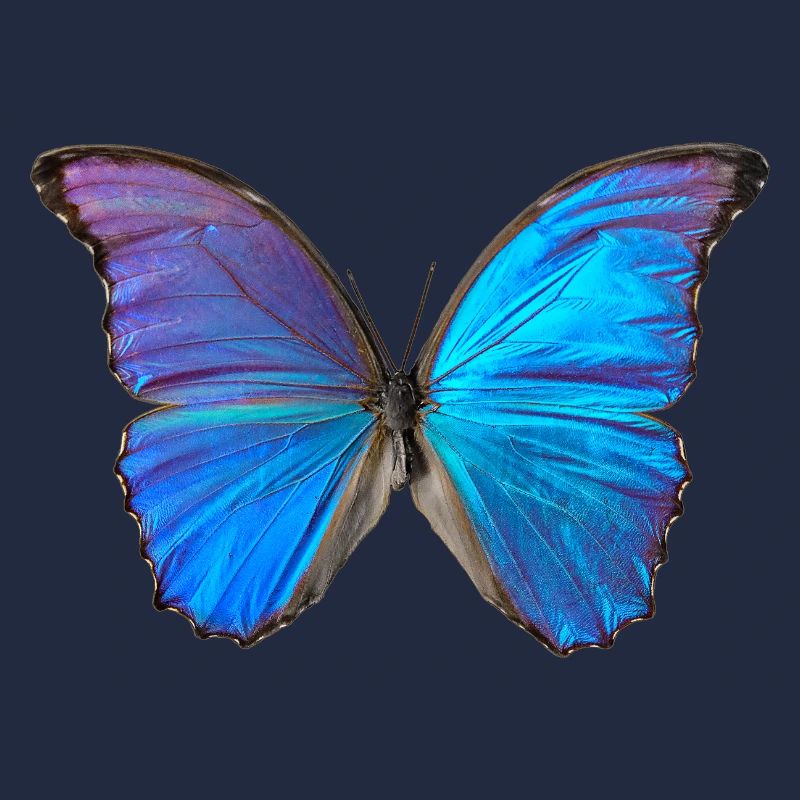 Blauer Schmetterling