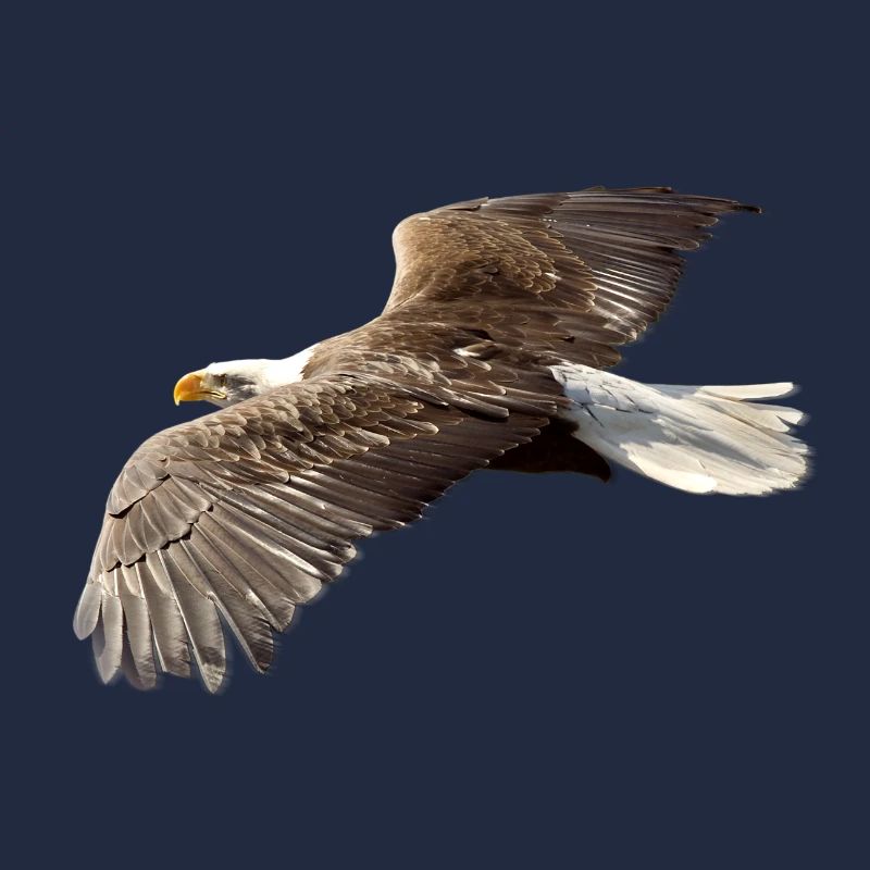 Adler