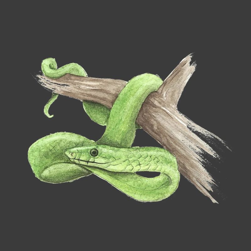 mamba