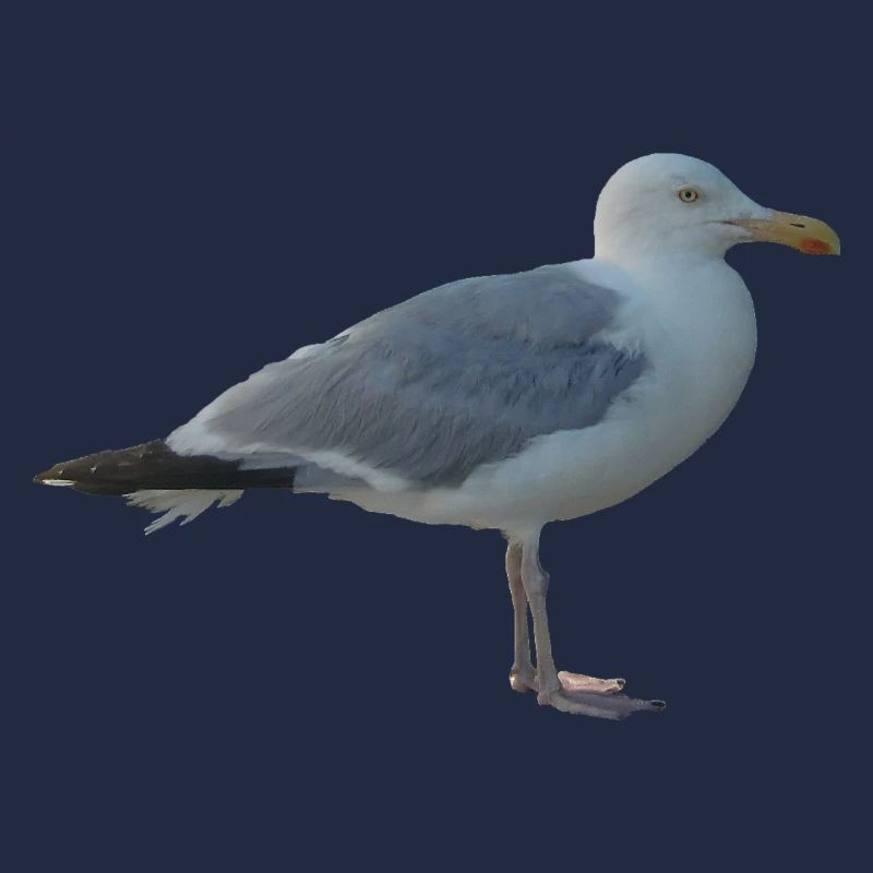 Möwe