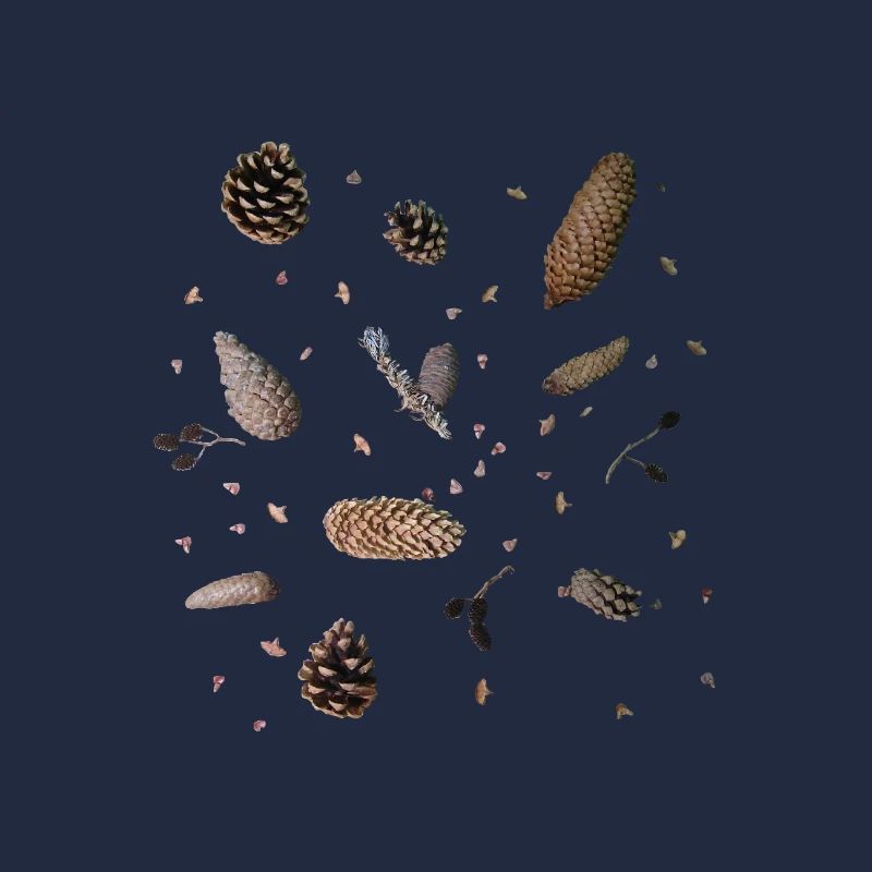 Cones, botany