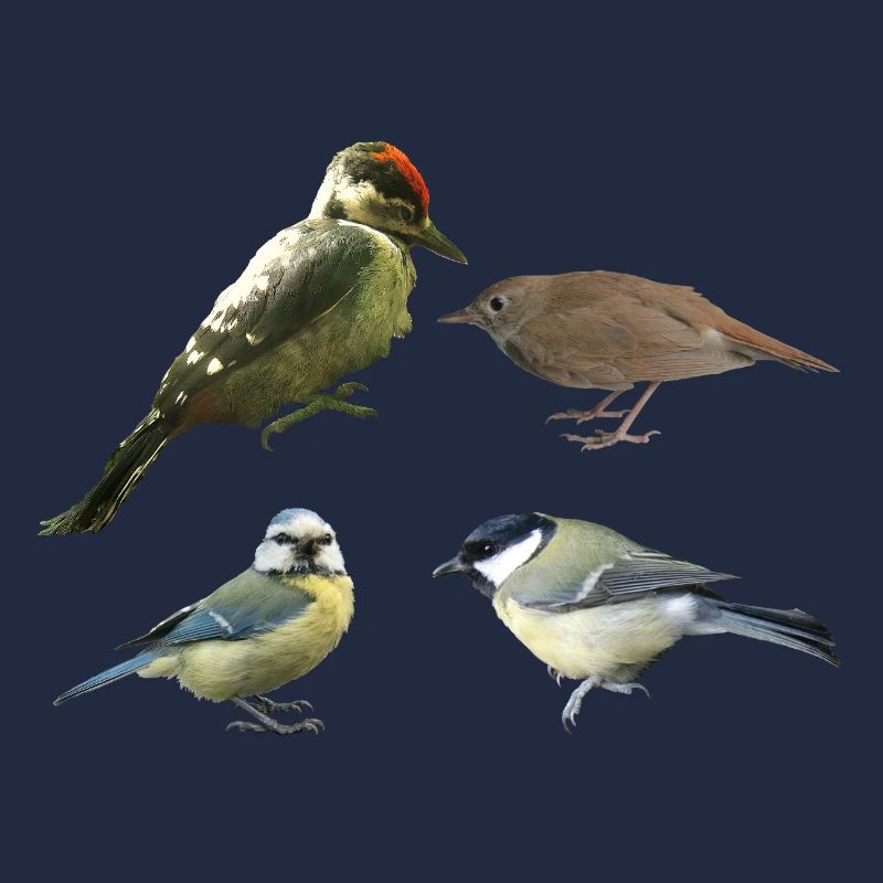 Oiseaux chanteurs