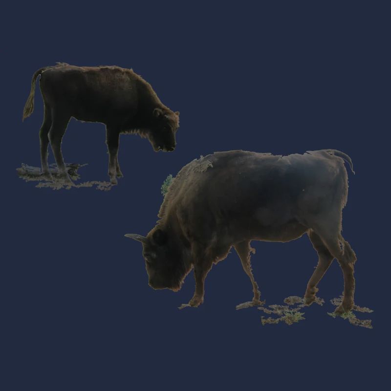 Wisent mit Jungtier
