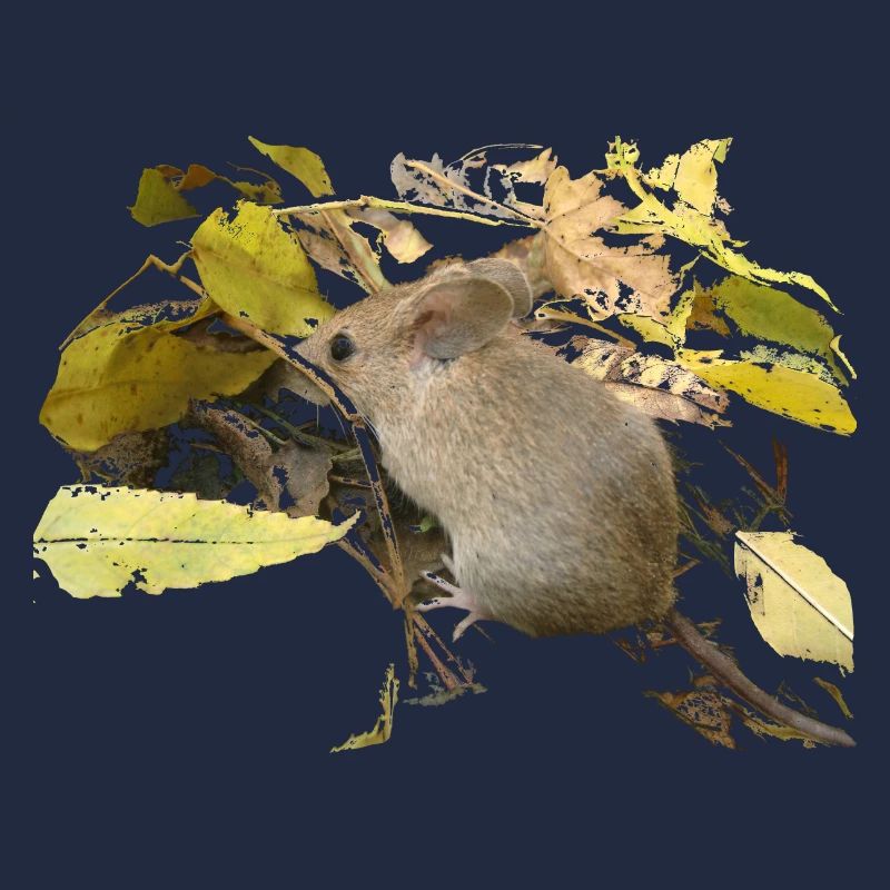 Souris dans le feuillage