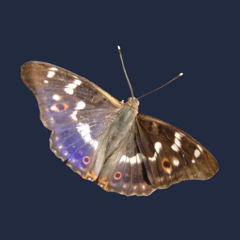 Kleiner Schillerfalter