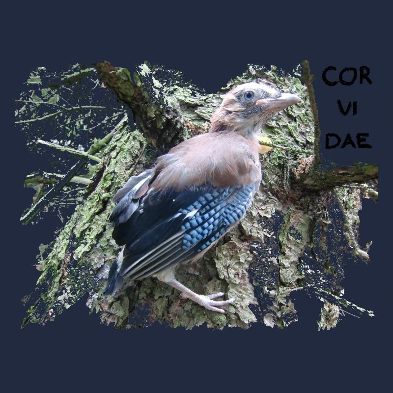 Jay Corvidae