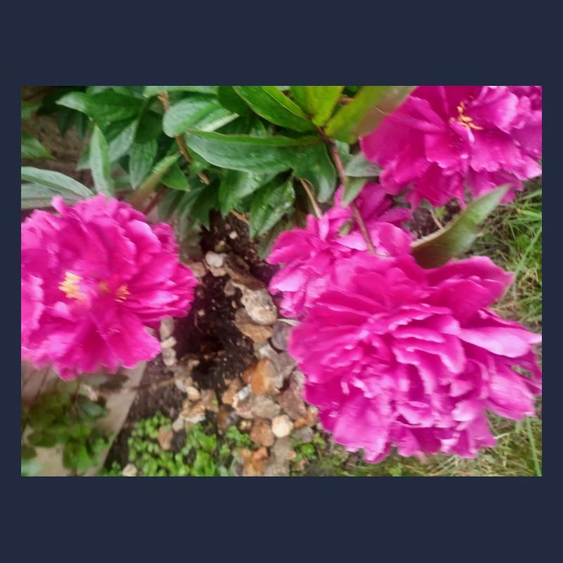 Pfingstrosen-Fuchsia-Garten