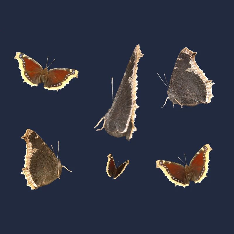 Schmetterling Trauermantel