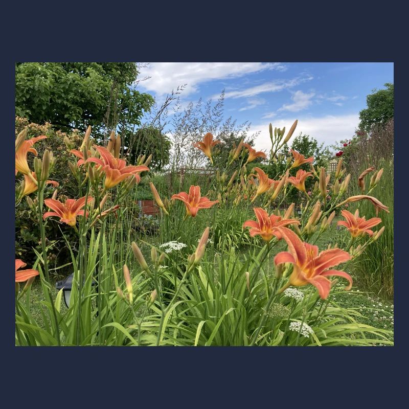 LILIEN