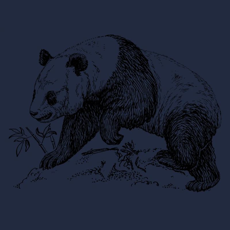 Panda Bär