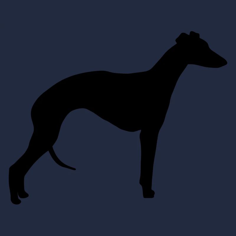 Whippet