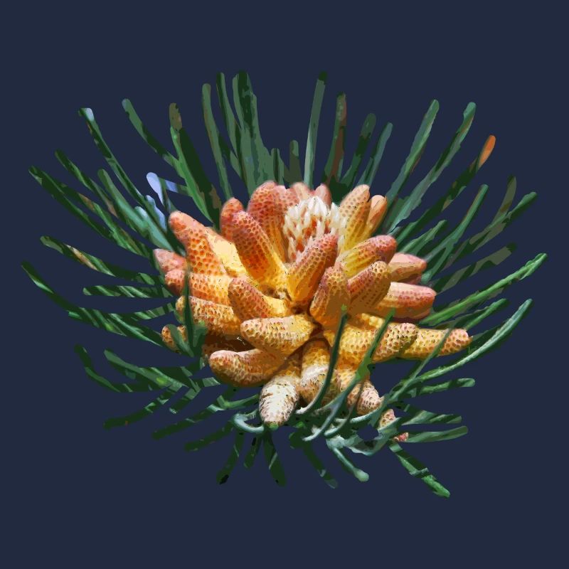 Creative fir branches