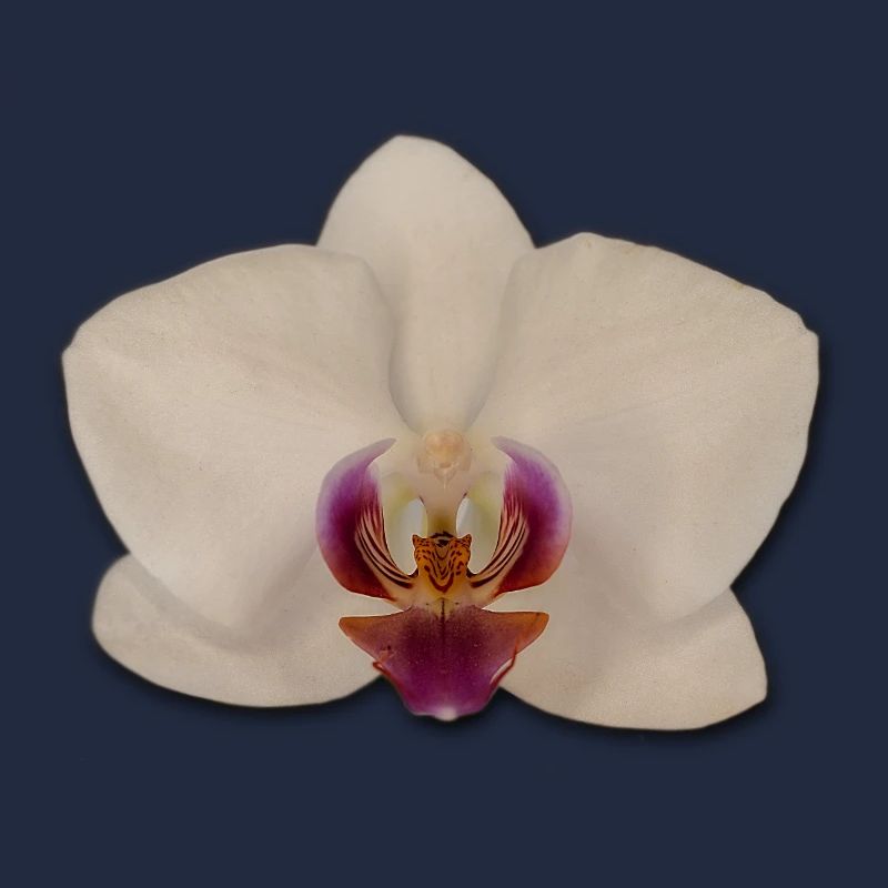 Orchidées