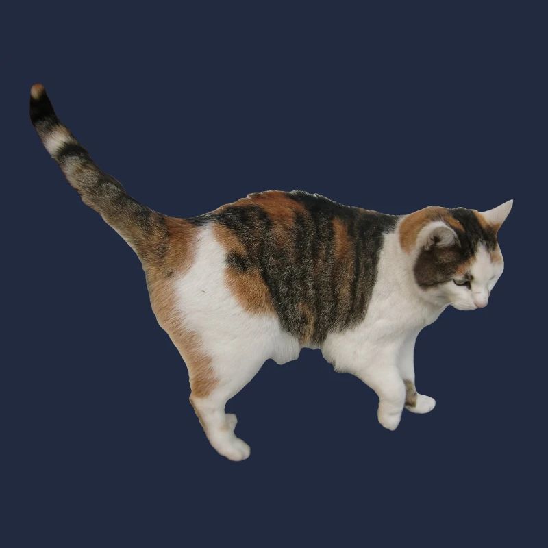 Katze