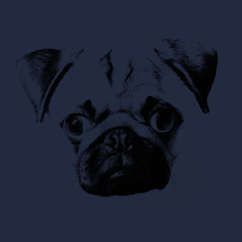 pug face