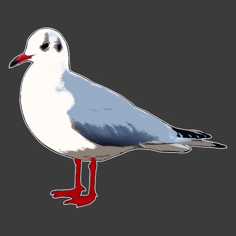 Möwe