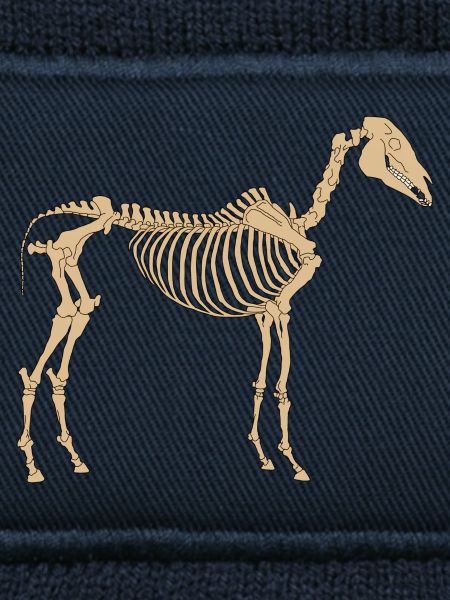 Cheval Squelette Paléolithique