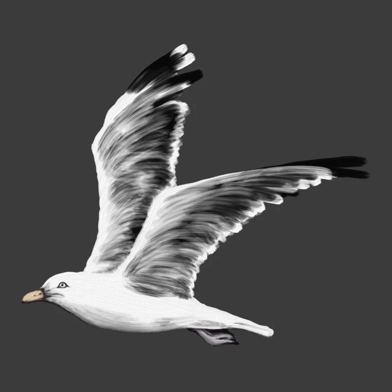 Möwe