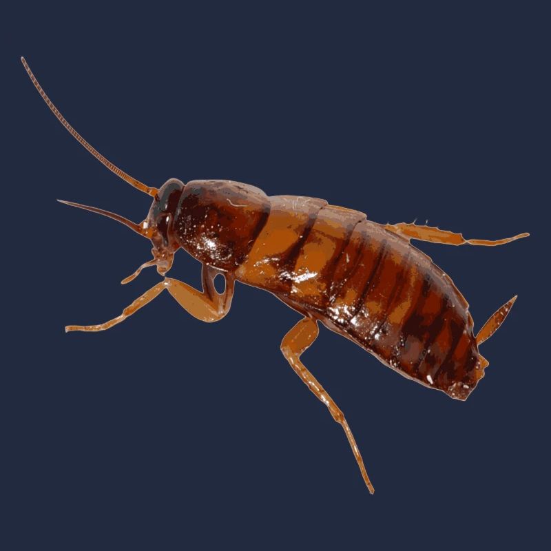 Cockroach insect cockroach cockroach